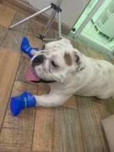 Anti-Skid-Boots Dog-Shoes Pet-Dog Dogs Cats Waterproof Large Silicone Medium Rainy Small