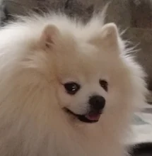 3m y 5m Durable Correa automática retráctil de Nylon gato plomo extensión cachorro caminar correr a la ruleta para perros