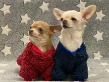 Ropa para perros de lana y Chihuahua, Ropa de invierno para mascotas pequeñas y medianas