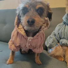 Hoodie Coat Outfit Warm-Dress Girl Dog Winter Princess New Floral 6-Sizes Bubble-Skirt