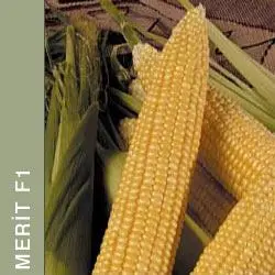 

MERIT Mısır Tohumu (1 Kg)