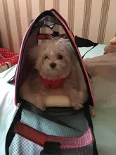 pawstrip 4 Colors Small Dog Carrier Bag Folding Portable Cat Bag Soft Sided Dog Shoulder