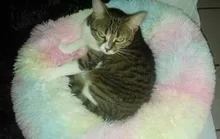 Cushion Nest Sofa Pet-Products Dogs-Basket Cat-House Animals Sleeping Cat Round Plush