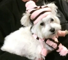 Pet-Puppy-Accessories Socks Hats Cat-Products Dogs-Knitted Small Chihuahua Little Winter