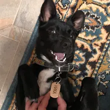 Dog-Id-Tag Address Pet-Name Free-Engraved Military Stainless-Steel Custom Personalized