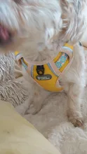 Arnés sin tirones para perro, chaleco reflectante, arnés de mascota ajustable para perros pequeños y grandes, entrenamiento para correr, Bulldog Francés, Corgi