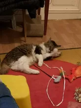 Doll-Pillow Cat-Toy Cat Mint Simulation-Fish Grass-Carp Funny New Pet-Molar