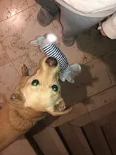 Toy Plush All-Puppy Dogs-Supplies Duck-Pig Chew Squeak Elephant For Pets Fit-For Pet-Sound-Toy