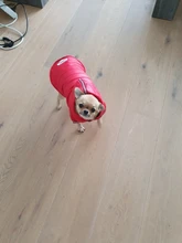 Coat Puppy Clothing Pet-Dog-Jacket Dogs Chihuahua Yorkshire Hoodies Outfit Small Winter