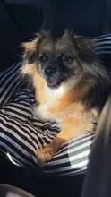 Asiento de viaje Universal para mascotas, cama de transporte acolchada antideslizante para gatos y perros, cama de viaje al aire libre, asiento de coche