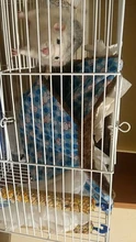 Hamaca de Mascota de doble capa de felpa suave invierno cálido nido colgante cama para dormir mascotas pequeñas Hamster ardilla Casa de Chinchilla