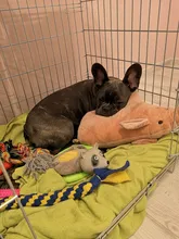 Toys Dog-Toy Puppy-Chew Pet-Training Plush-Sound Squeaky Animal-Shape Fun