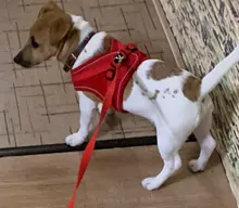 Nylon Mesh Puppy Cat Harnesses Vest Reflective Dog Harness and Leash Set for Chihuahua