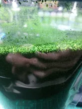 Follaje de Scrub and scatter, 30g, 1-2mm, árbol de madera en polvo, hojas, modelo a escala, material de construcción, hierba, dioramas en miniatura
