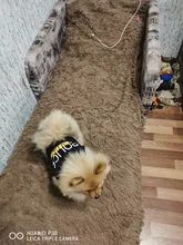 Traje de policía para Cosplay de perros y gatos, chaleco elástico negro, camiseta de cachorro, accesorios, ropa, disfraces