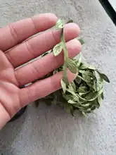 10M Artificial Vine Leaf Decoration Vivid Rattan Leaf Vagina Grass Fake Plants Cord String