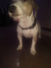 Perro suministros nailon mascota perros arnés Collar de Pet de alta calidad productos harnais pour chie para grandes Grande Mediano pequeño arnés de perro