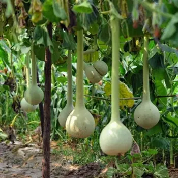 

Dipper Ornament Water Loofah Seed (5)