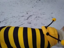 Overalls Sweaters Jacket Pet-Costume Yorkies Dogs Coat Small 