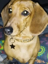 Etiquetas personalizadas para perro y gato, colgante con nombre del número de teléfono, Collar, accesorios para mascotas, pentagrama