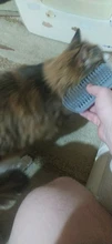 Self-Groomer-Toy Massage-Device Cat Catoy Pet-Cat with for Hair-Removal-Brush Dogs Comb