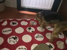 Manta superFranela suave para mascotas, cama gruesa para cojín de perro, toalla de ducha para cachorro, alfombra bonita para el hogar, cubierta cálida para dormir, suministros para mascotas