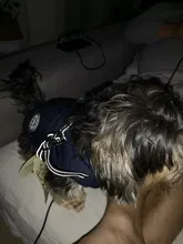 De invierno para mascotas ropa de perro francés mascota Bulldog cálido Chaleco con arnés abrigo perro ropa chaleco pequeño mediano para perros