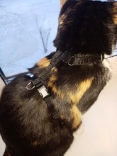 Arnés y correa para cachorros y gatitos, cinturón de tracción ajustable para animales, cuello Halter para gatos y gatitos, sin cartón