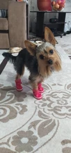 4 unids/set zapatos para perros de invierno de perro caliente botas de nieve zapatos de cuero de la PU para perros pequeños perros Chihuahua impermeable antideslizante cachorro para mascotas zapatos
