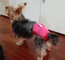 Pet-Physiological-Pants Underwear Diapers Dog Washable Female Short Puppy for Small Doggie