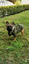 Hoodie Jacket Pet Dogs Cats Chihuahua Winter Medium Warm And Lightweight