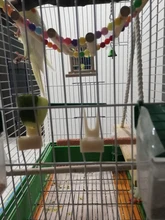 Pet-Supplies Fruit-Fork Food-Holder Birds Parrots Feeding-On-Cage Plastic 2pcs