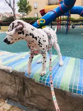 Conjunto de arnés de perro sin tirar con correa de perro de 1,2 m tamaño ajustable de lona de impresión arnés para perros correas de perro suministros para mascotas arnes perro