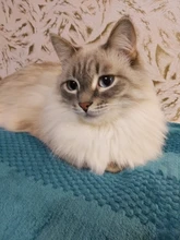 House Kennel Blanket Animal Coral-Fleece Small Home Sofa-Bed Dog-Pet Scratch Soft Warm