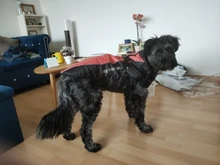 Dog Coat Harness Clothing Vest Jacket French Bulldog Waterproof Large Medium Winter Warm