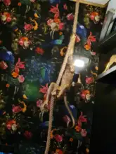 Light-Fixtures Pendant-Lamp Animal-Lighting Loft Hemp-Rope Cafe Gold E27 Black Resin