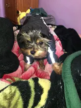 Jacket Clothing Puppy-Coat Dog-Face Dogs Reflective Waterproof Winter Apparel Small Medium