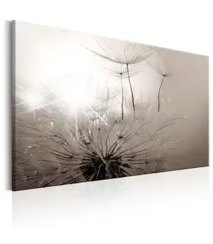 

Picture-Beautiful Summer: Dandelions