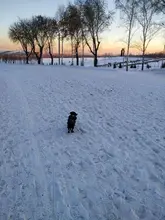 Winter Warm Pet Dog Clothes Hooded Thick Cotton Cat Puppy Dogs Coat Jackets S-XXL