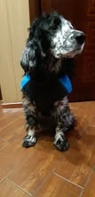 Puppy Vest Coat Clothing Jacket Dogs Small Waterproof Chihuahua Large Winter Medium Pet-Dog