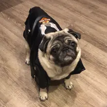 Jacket Dog-Coat Puppy Eagle-Pattern Waterproof Outdoor Outerwear Pet Small Soft Fashion