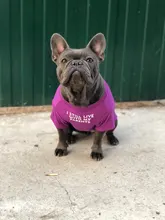 Letras de moda impreso Bulldog francés Camisa de algodón elástico ropa de perro mascota para Yorkshire Chihuahua verano bombero esposa camiseta bombero novia fuego emblema bombero Don bombero Cruz de traje