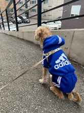 Sweater Puppy Adidog Small Four-Legged Chihuahua Luxury Dog Winter New Autumn And Pet-Warm