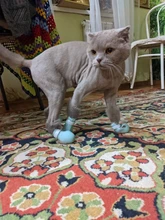 De silicona de aseo suministros Anti-arañazos zapatos para gatos ajustable Gato botas baño lavado garra zarpa de gato Protector de la cubierta