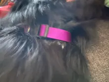 Collar de nailon para perros medianos y pequeños, hebilla de pinza resistente, para Chihuahua, rojo, negro, Azul, Morado, 20