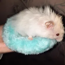 Ferret Bed Hamster-Cage Mini-Mat Guinea-Pig Small Sleeping-Bed Soft-Fleece Winter