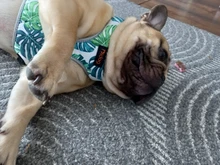 Breathable French Bulldog Harness Printed Reflective Dogs Harness Puppy Small Medium