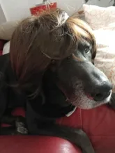 Y la demanda de la onda Natural marrón corte Pixie Pelo Corto hombres pelucas sintético peluca completa Fleeciness realista Natural tupé para hombres