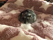 Manta de franela para mascotas, forro polar grueso suave, para cachorro, perro, gato, sofá, cojín, alfombra para el hogar, funda para dormir que mantiene el calor