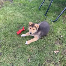 Chew-Toys Pets-Supplies Rubber Puppy Pet-Play Dogs Animal-Shape Squeaky HOOMIN Sound-Toy